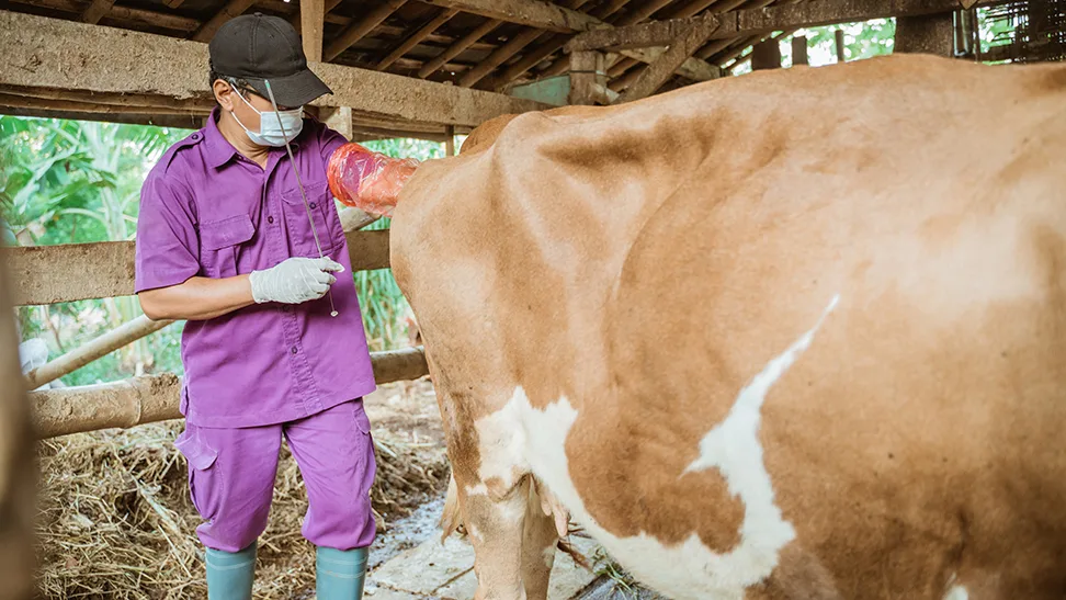 Artificial insemination, bull semen, cow insemination, biostorage, biological storage, dewar, cattle breeding, cryogenic freezer, sample storage, genetics, AI facility, liquid nitrogen, beef cattle, dairy cattle, cattle reproduction, embryos, AI vet